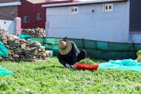 [NSP PHOTO]여수시, 봄 향기 가득 거문도 해풍 쑥 출하