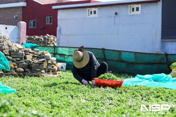 NSP통신-거문도 해풍쑥을 수확 중인 농민 (사진 = 여수시)