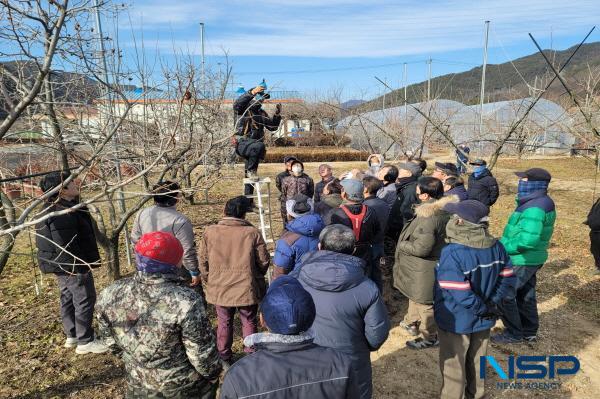 [NSP PHOTO]청도군, 청도반시 수고낮추기 지원사업 실시