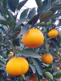 [NSP PHOTO]곡성군, 아열대성 작물 천혜향 첫 출하