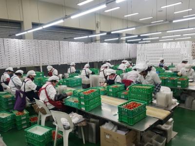 [NSP PHOTO]담양군 , 담양딸기 아시아 전역으로 수출길 넓힌다
