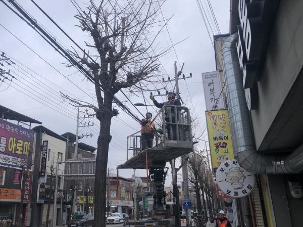 [NSP PHOTO]영주시, 봄맞이 가로수 정비로 쾌적한 가로경관 조성