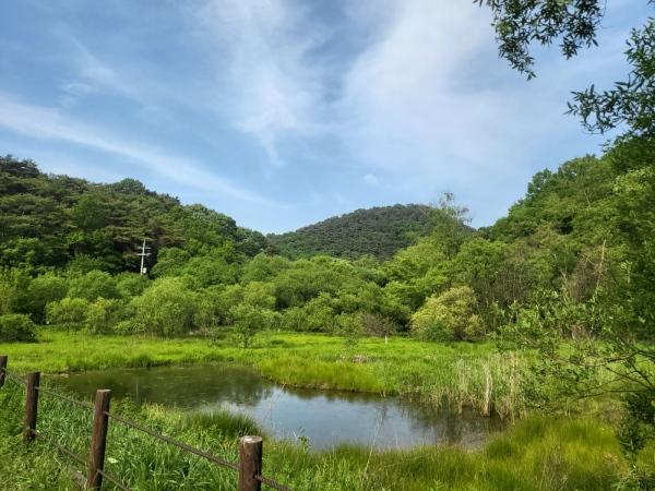 NSP통신-광주 북구 평두메습지. (사진 = 광주 북구)