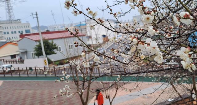 NSP통신-목포시 웰빙공원 우중 매화 만개 (사진 = 윤시현 기자)