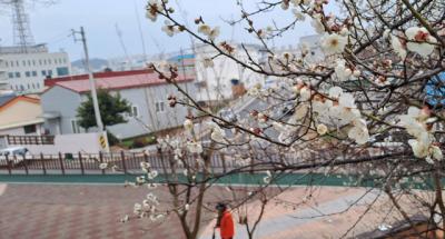 [NSP PHOTO]목포시 웰빙공원 산책로, 우중 매화꽃 활짝