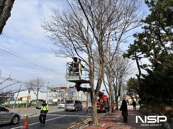 NSP통신-군산시가 쾌적한 경관개선과 안전한 보행환경을 조성하기 위해 2024년 상반기 가로수 정비사업을 실시한다.