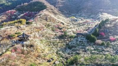 [NSP PHOTO]광양매화마을, 꽃으로 가득한 국내외 봄꽃 여행지 6선