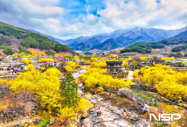 NSP통신-제25회 구례산수유꽃축제 산동면 지리산 온천 관광지 일원 (사진 = 구례군)