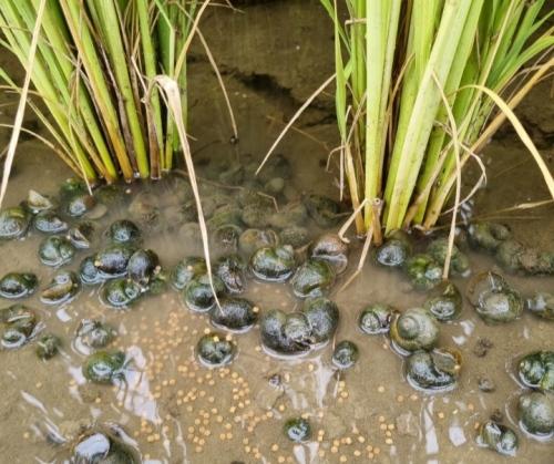 NSP통신- (사진 = 장성군)