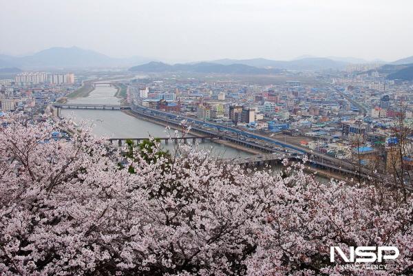NSP통신-순천시 동천 30리 길에 은하수와 같은 벚꽃 (사진 = 순천시)