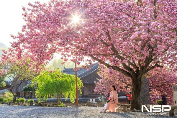 NSP통신-천년고찰로 알려진 선암사가 전국적으로 유명한 겹벚꽃 (사진 = 순천시)