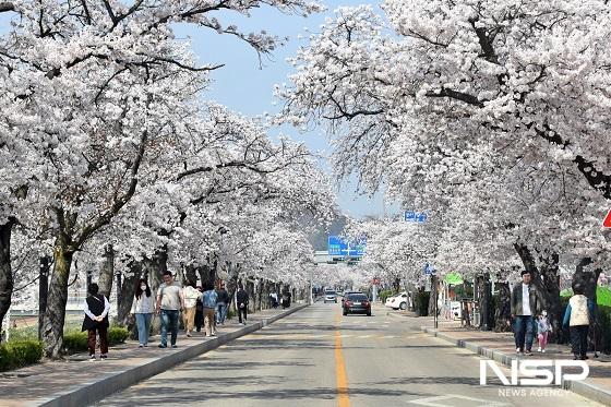 NSP통신-정읍시가 2024년 벚꽃축제를 28일부터 4월 1일까지 5일간 개최한다. 정읍천 벚꽃로는 정읍IC 사거리에서부터 상동교까지 4㎞ 구간으로, 3월 말 정도가 되면 2000여 그루의 벚꽃나무가 꽃망울을 터뜨려 장관을 이룬다. (사진 = 정읍시)