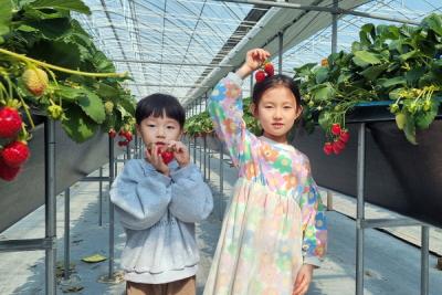[NSP PHOTO]안동시, 4~7세 영유아 가정 대상 딸기체험행사 진행