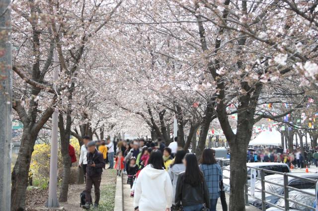 NSP통신-만개한 안양천의 벚꽃을 많은 시민들이 즐기고 있는 모습. (사진 = 안양시)