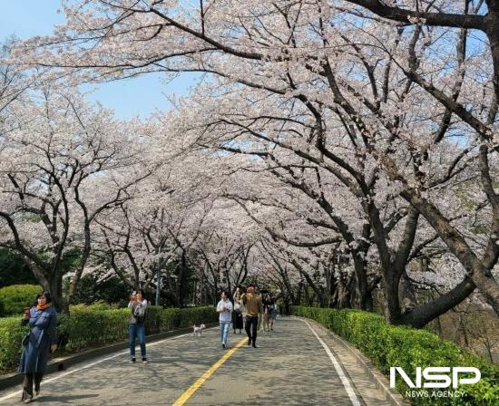 NSP통신-금호동 벚꽃길 (사진 = 광양시청)