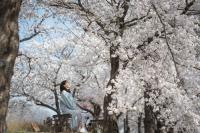[NSP PHOTO]영주시,  아름다운 봄을 담은  영주 벚꽃길 사진 공모전 진행