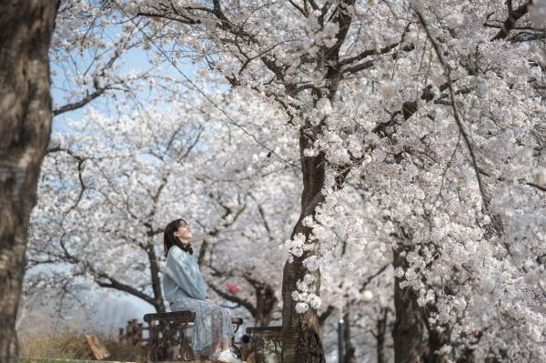 NSP통신-영주의 아름다운 봄을 사진으로 담다, 2024영주 벚꽃길 사진 공모전 개최…4월 26일까지 진행 (사진 = 영주시)