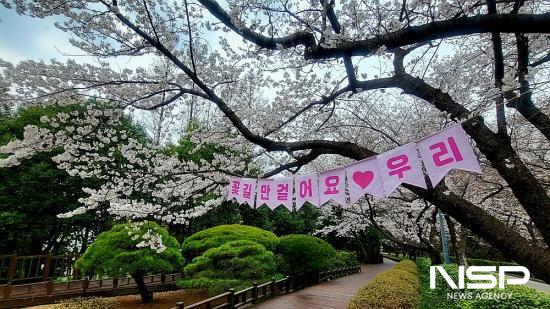 NSP통신-금호동 백운대 벚꽃 (사진 = 광양시청)