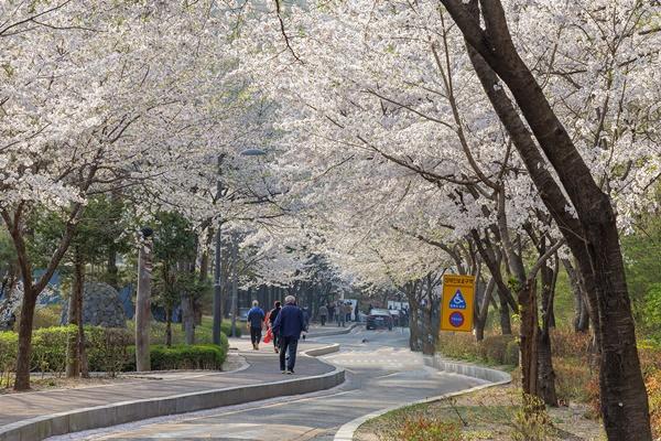 NSP통신-방화근린공원 벚꽃 터널 (사진 = 강서구)