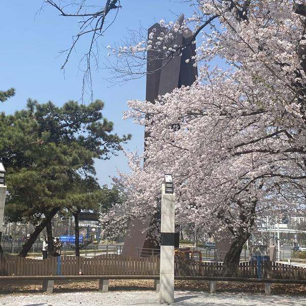 NSP통신-국립항공박물관 일대 벚꽃나무 (사진 = 강서구)