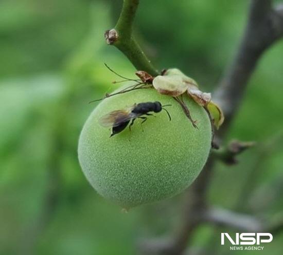 NSP통신-복숭아씨살이좀벌 (사진 = 광양시청)