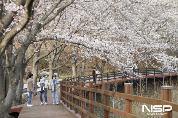 NSP통신-관광객이 데크길에서 왕벚나무터널을 배경으로 사진을 찍고 있다. (사진 = 보성군)