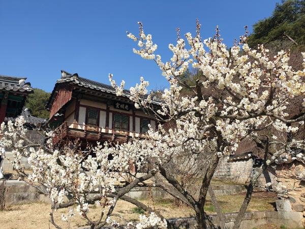 NSP통신-봄의 전령 매화향 가득한 도산서원, 퇴계 이황이 사랑했던 매화, 이번 주 절정에 이를 듯하다. (사진 = 안동시)