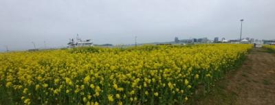 [NSP PHOTO]여수광양항만공사,  황금빛 바다! 여수엑스포 유채꽃밭 무료 개방
