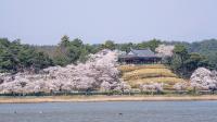 [NSP PHOTO]강릉시, 2024 경포 벚꽃축제 한복문화 창작소 홍보부스 운영