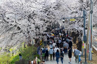 [NSP PHOTO]봄심 흔든 김포 계양천 벚꽃 절정…수준 높은 공연 보며 벚꽃 즐겨