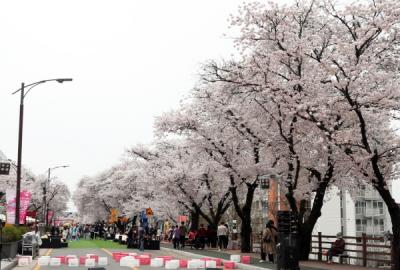[NSP PHOTO]안동벚꽃축제, 주말 많은 관광객 몰리며 축제 즐겨