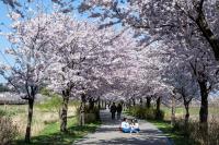 [NSP PHOTO]강릉시, 2024 경포 벚꽃축제 성료