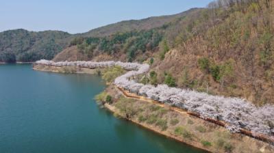 [NSP PHOTO]봉화군, 물야저수지 주변 벚꽃 이번 주말 절정