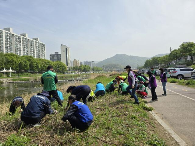 NSP통신-17일 오후 박달1동 박석교에서 민관 합동으로 생태계 교란 식물 제거작업이 진행되고 있다. (사진 = 안양시)