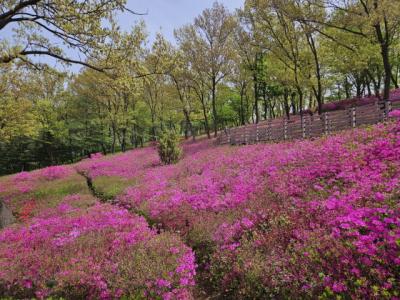 [NSP PHOTO]부천시 고강선사유적공원 내 철쭉동산 진분홍 물결