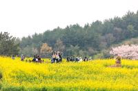 [NSP PHOTO]완도 청산도 슬로걷기 축제 성료, 청산완보·기(氣) 치유 인기