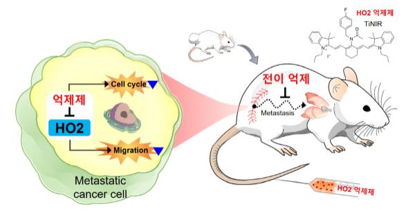 NSP통신-HO2 억제제 TiNIR를 활용한 전이암 치료 모식도