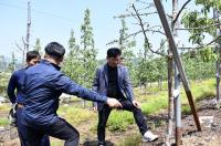 [NSP PHOTO]최훈식 장수군수, 사과 농가 찾아 생육상태 점검