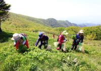 [NSP PHOTO]영양군, 산나물 채취체험행사로 청정 산나물 홍보 톡톡