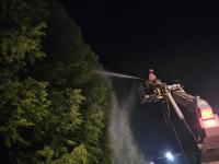 [NSP PHOTO]담양군,  메타세쿼이아 가로수길 생육 개선 총력