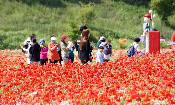 NSP통신-나주 영산포 강변에 만개한 꽃 양귀비. (사진 = 나주시)