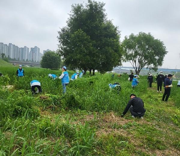 [NSP PHOTO]파주시, 생태계 교란 야생식물 제거 활동 실시