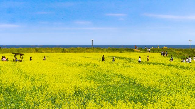 NSP통신-가평리 유채꽃. (사진 = 양양군)