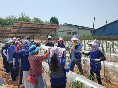 [NSP PHOTO]영암군, 농번기 곳곳 농가서 일손돕기 행렬 이어져