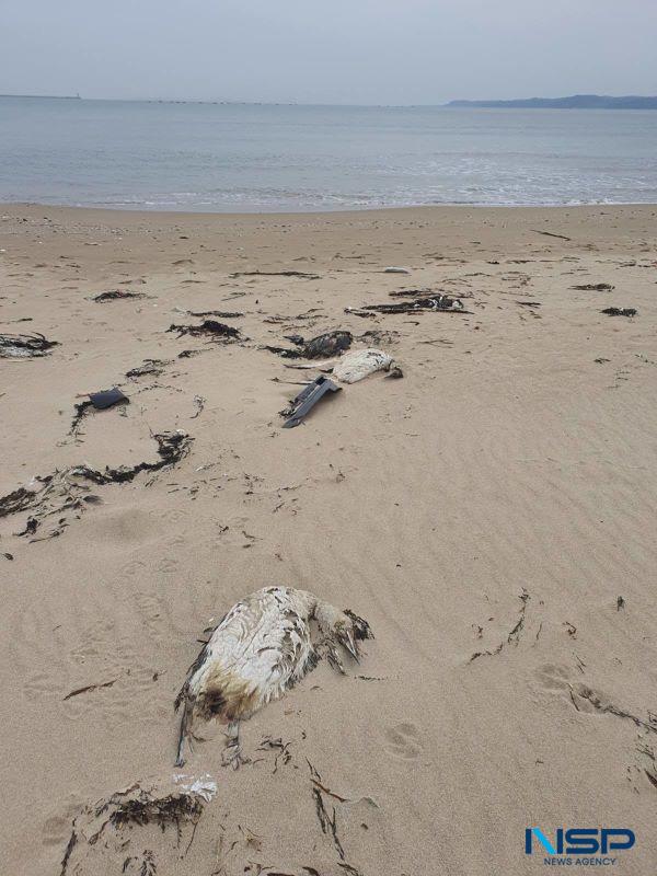 [NSP PHOTO]포항시 청림동 앞바다에 무슨 일(?)이...조류 수 백마리 폐사 한채 떠밀려와