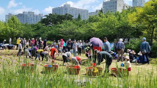 NSP통신-상동호수공원에서 부천시가 환경의 날을 맞아 개최한 토종벼 손모내기 행사 모습. (사진 = 부천시)