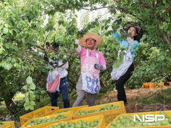 NSP통신-정인화 광양시장 매실 수확 (사진 = 광양시청)