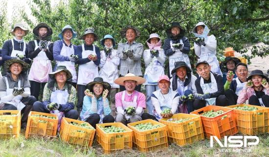 NSP통신-과양시청 스마트원예과, 노인장애인과 직원 20여 명 매실 수확 (사진 = 광양시청)
