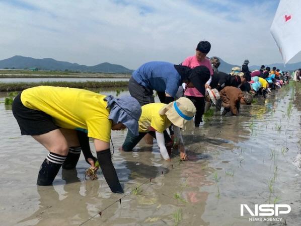 NSP통신-순천만 인근에 위치한 인안초 학생들은 흑두루미 먹이를 위한 손 모내기 체험 행사를 개최했다 (사진 = 순천시)