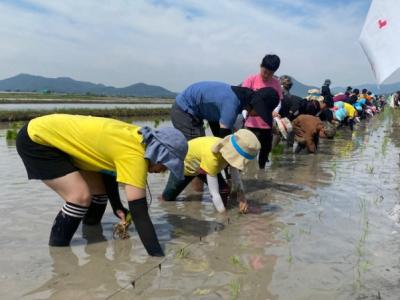[NSP PHOTO]순천시-인안초, 흑두루미 위한 손 모내기 체험행사 개최